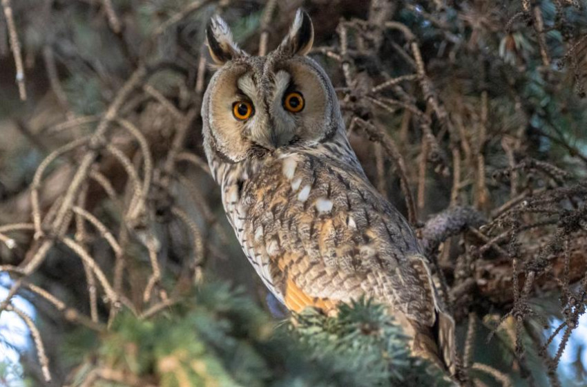 Rekordszámú erdei fülesbagoly telelt vármegyénkben, köztük a Rábaközben is